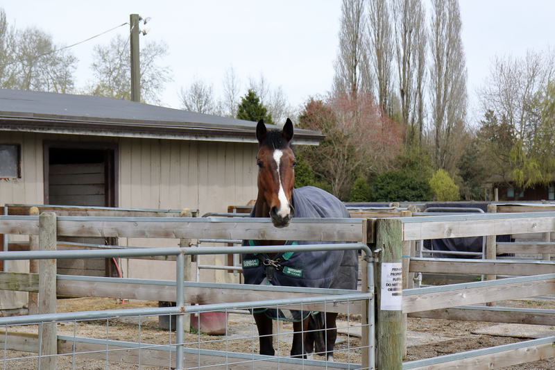 Illustration for article titled Pics from the (Stable)side: 2018-04-15 to Southlands
